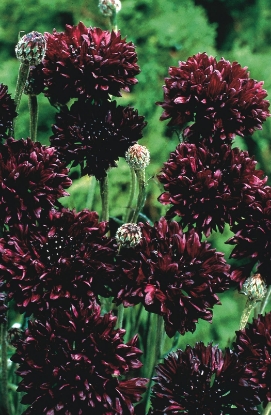 Picture of Cornflower Ball Strain - Black Ball